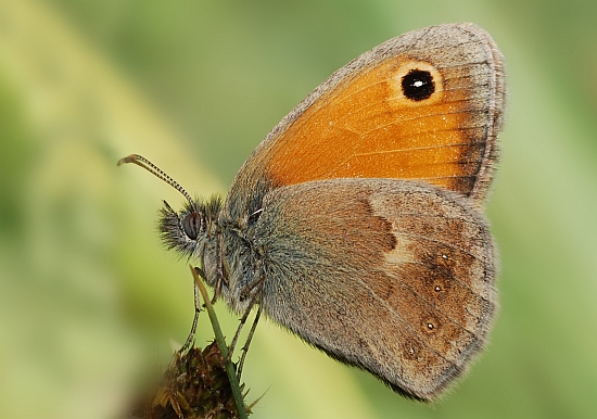 Coenonympha pamphilus